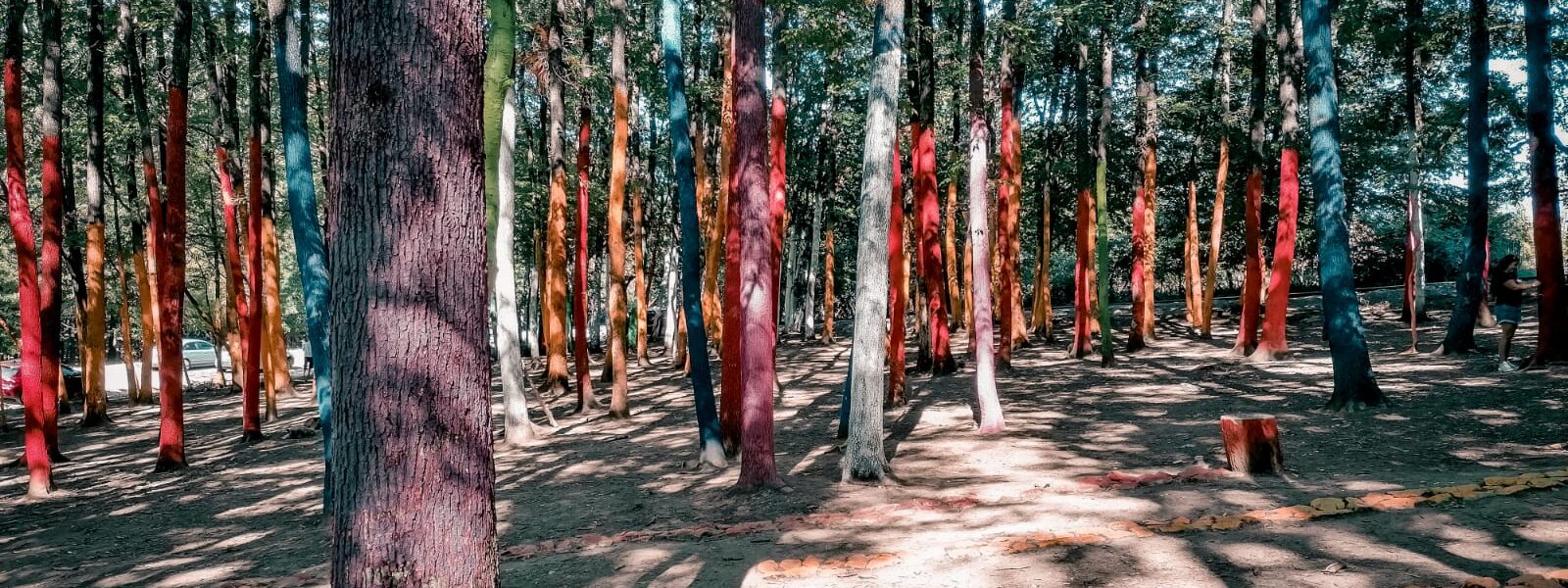 Pădurea colorată – cea mai nouă atracție turistică din Baia de Fier ...